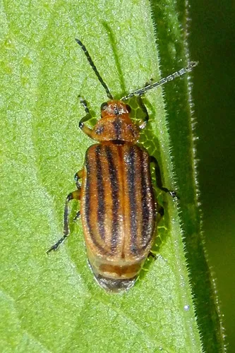 Six-lined Goldenrod Leaf Beetle - photo 3