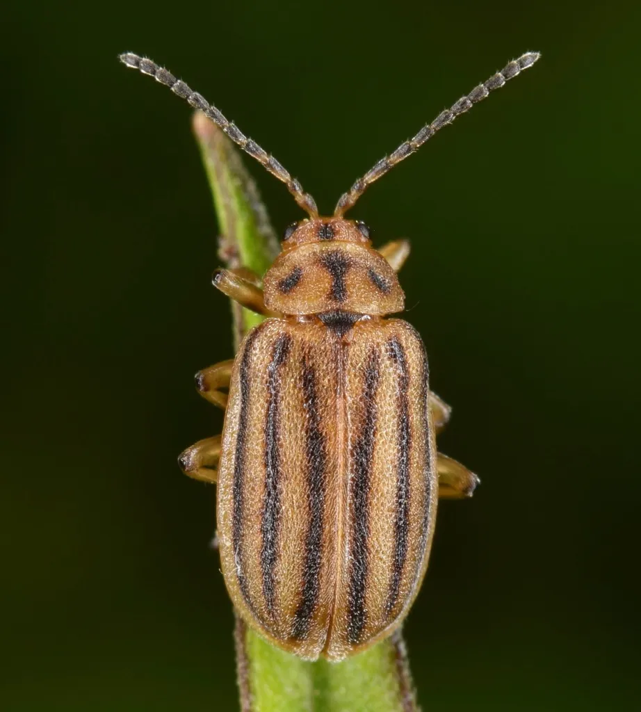 Six-lined Goldenrod Leaf Beetle - photo 4