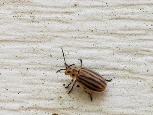 Six-lined Goldenrod Leaf Beetle - photo 5