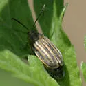 Ophraella slobodkini