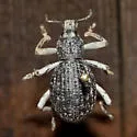 Ophryastes argentatus