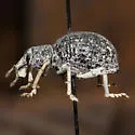 Ophryastes argentatus - photo 2