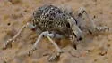 Ophryastes argentatus - photo 3