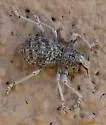 Ophryastes argentatus - photo 4