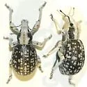 Ophryastes aridus
