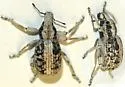 Ophryastes aridus - photo 2