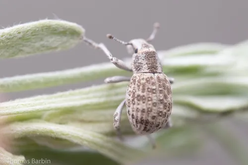 Ophryastes cinerascens