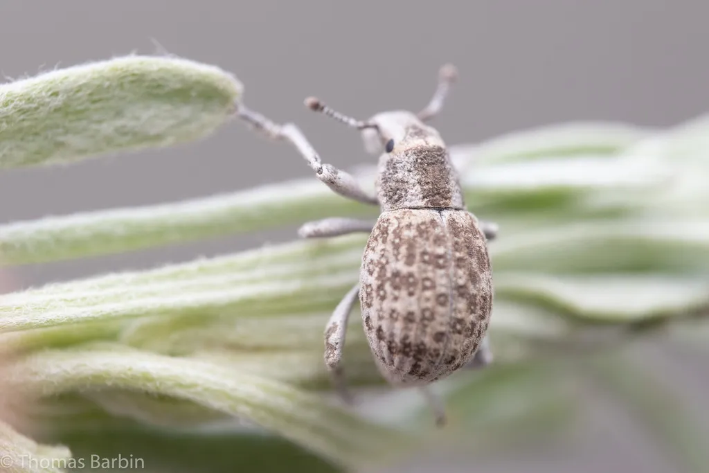 Ophryastes cinerascens - photo 2