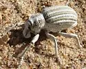 Ophryastes geminatus - Ophryastes geminatus