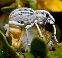 Ophryastes geminatus - photo 2