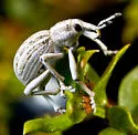 Ophryastes geminatus - photo 3
