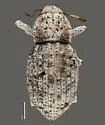 Ophryastes huachucae - photo 2
