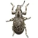 Ophryastes huachucae - photo 3