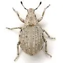 Ophryastes ovalis - Ophryastes ovalis