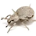 Ophryastes ovalis - photo 2
