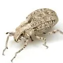 Ophryastes ovipennis - photo 2
