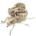 Ophryastes ovipennis - photo 4