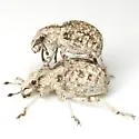 Ophryastes ovipennis - photo 5