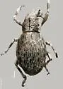 Ophryastes pilosus - photo 3