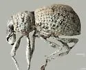 Ophryastes rotundatus - photo 2