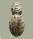 Ophryastes rotundatus - photo 3