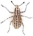 Ophryastes simulans - Ophryastes simulans