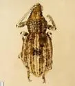 Ophryastes simulans - photo 4