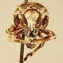 Ophryastes simulans - photo 5