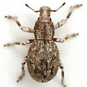 Ophryastes sordidus - photo 3