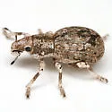 Ophryastes sordidus - photo 4