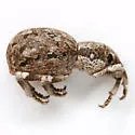 Ophryastes sordidus - photo 5