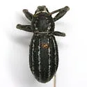 Ophryastes speciosus - photo 3