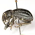 Ophryastes speciosus - photo 4
