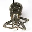 Ophryastes speciosus - photo 5