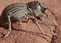 Ophryastes sulcirostris - photo 2