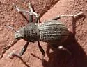 Ophryastes sulcirostris - photo 4