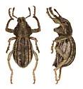 Ophryastes tuberosus - Ophryastes tuberosus