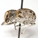 Ophryastes tuberosus - photo 3