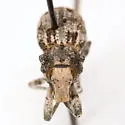 Ophryastes tuberosus - photo 4