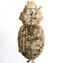Ophryastes tuberosus - photo 5