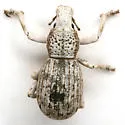 Ophryastes turbinatus - photo 2