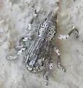 Ophryastes turbinatus - photo 4