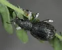 Ophryastes varius - photo 2