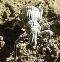 Ophryastes varius - photo 3
