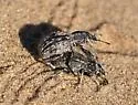 Ophryastes varius - photo 5