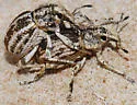 Ophryastes vittatus