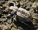 Ophryastes vittatus - photo 4