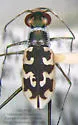 Lime-headed Tiger Beetle - photo 2