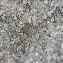 Opilio parietinus