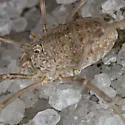 Opilio parietinus - photo 2
